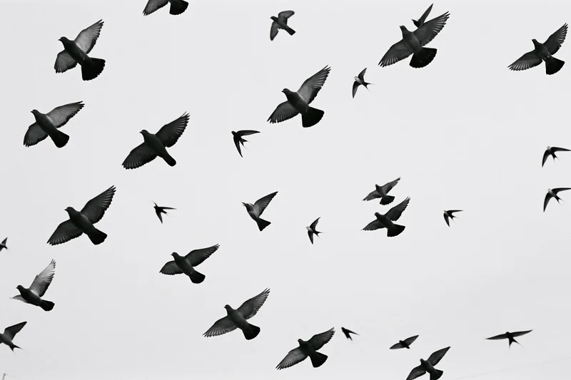 Flock of pigeons and swifts in mid-flight against a plain sky