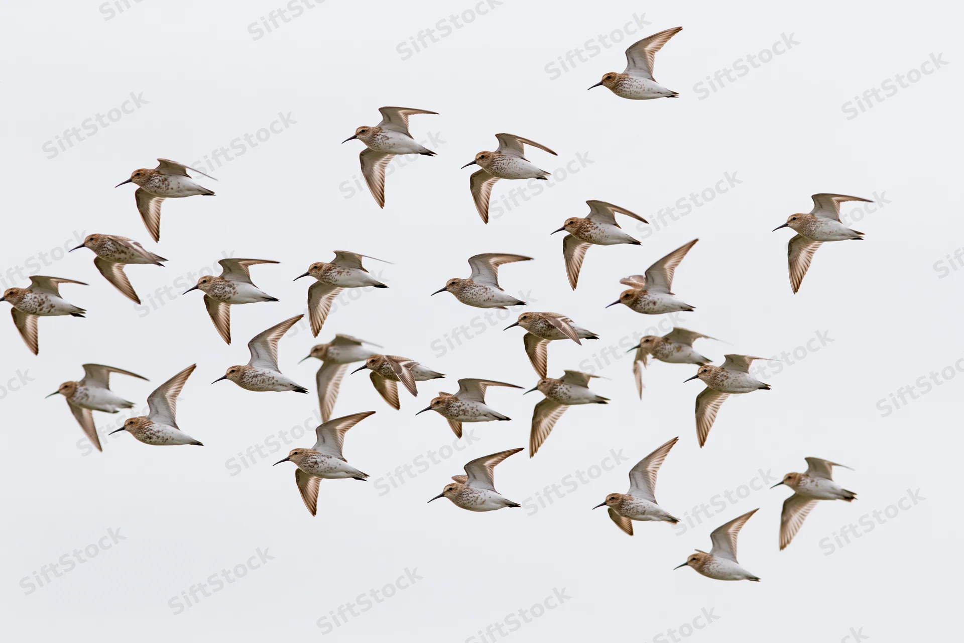 Flock of shorebirds in mid-flight against a plain sky