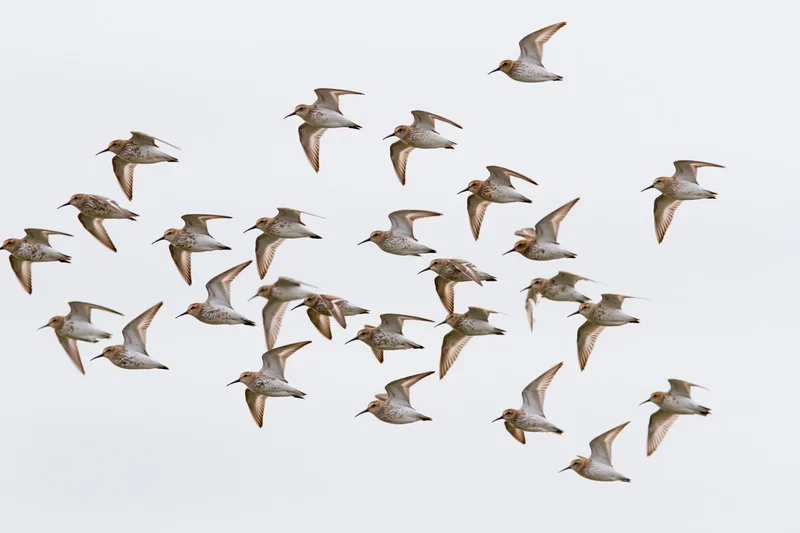 Flock of shorebirds in mid-flight against a plain sky