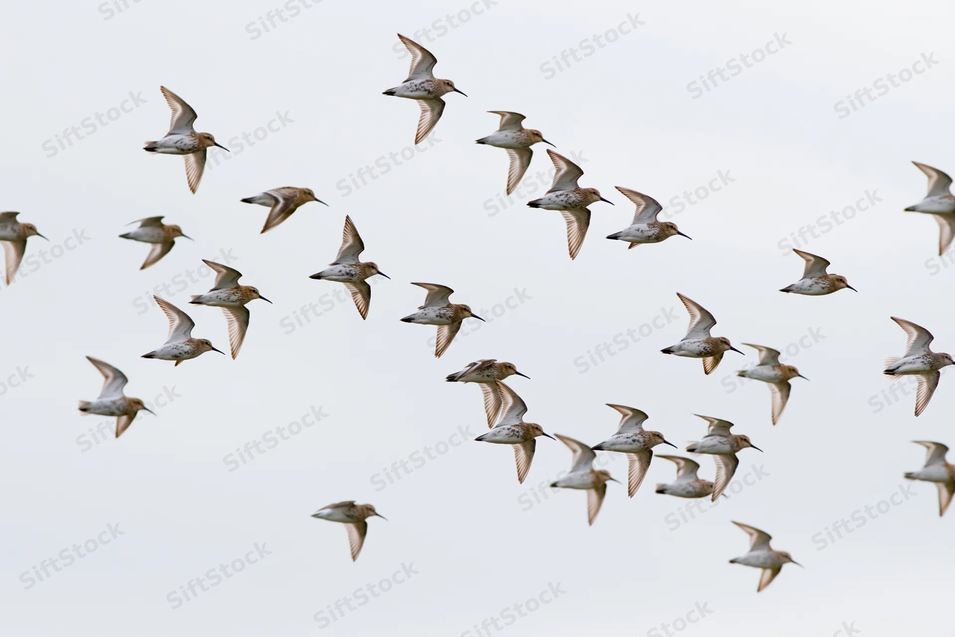 Flock of shorebirds in mid-flight against overcast sky