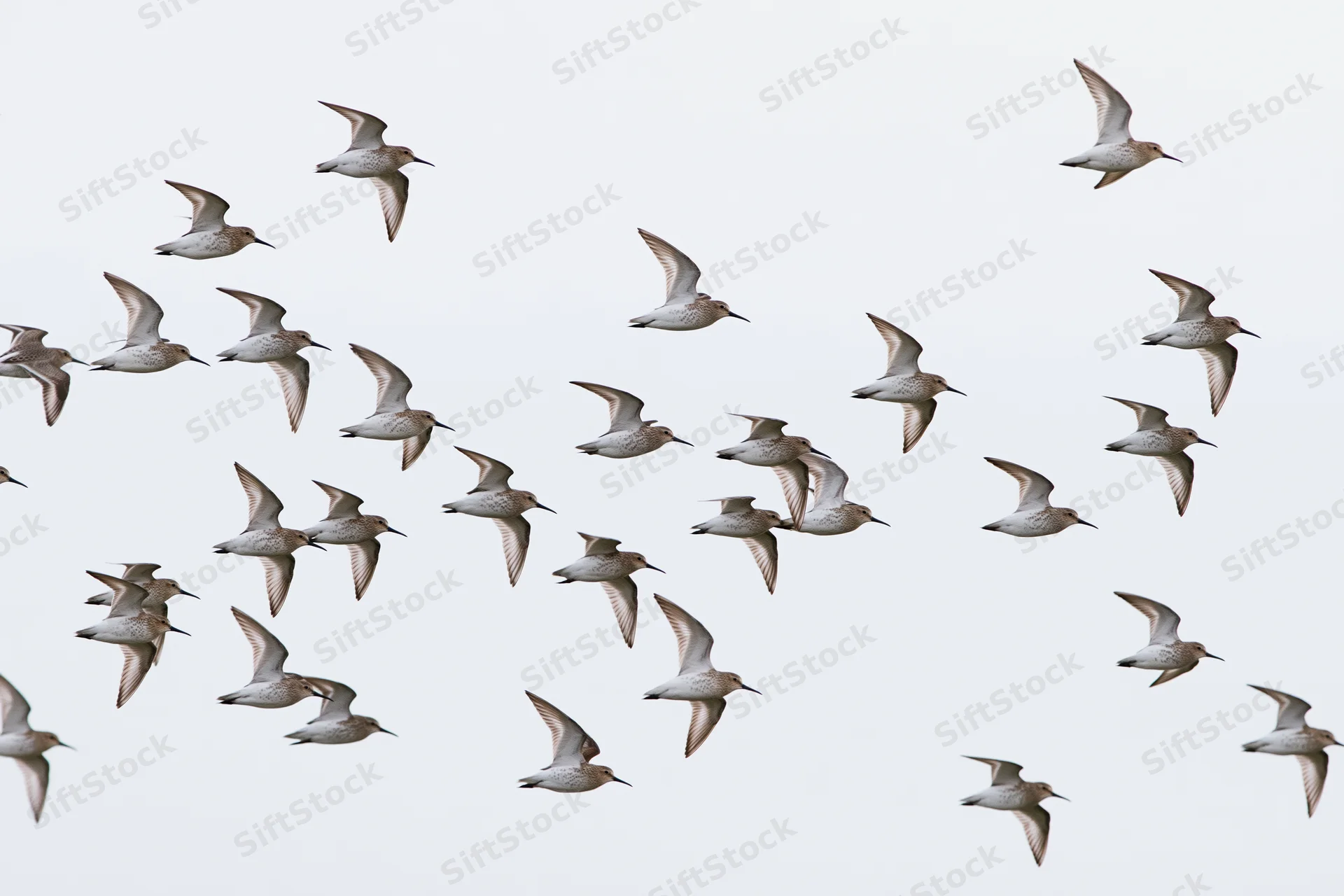Flock of shorebirds in mid-flight against a plain sky