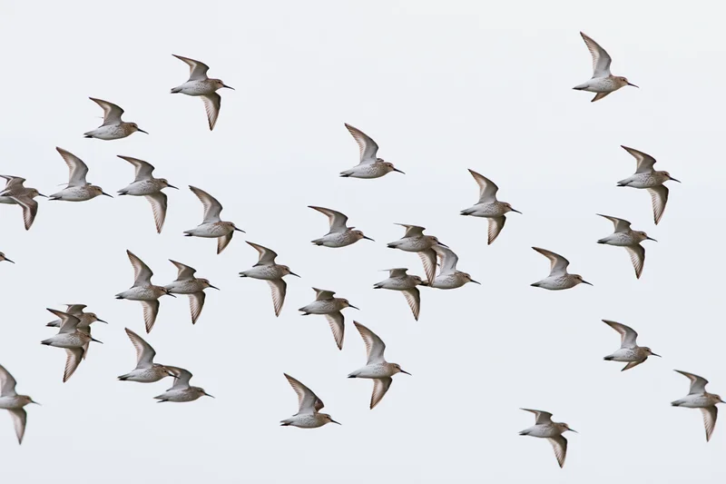 Flock of shorebirds in mid-flight against a plain sky