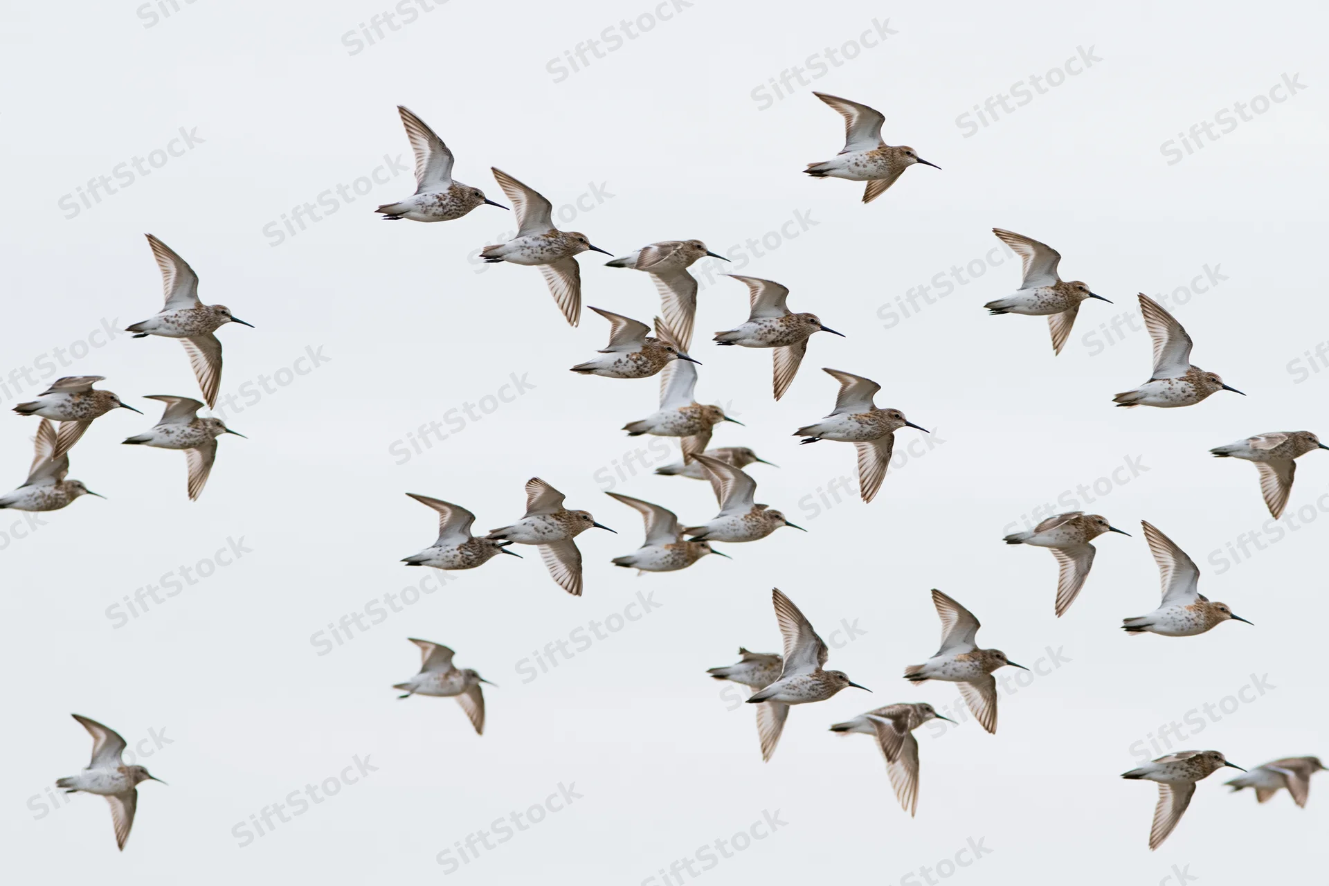 Flock of shorebirds in mid-flight against a pale sky