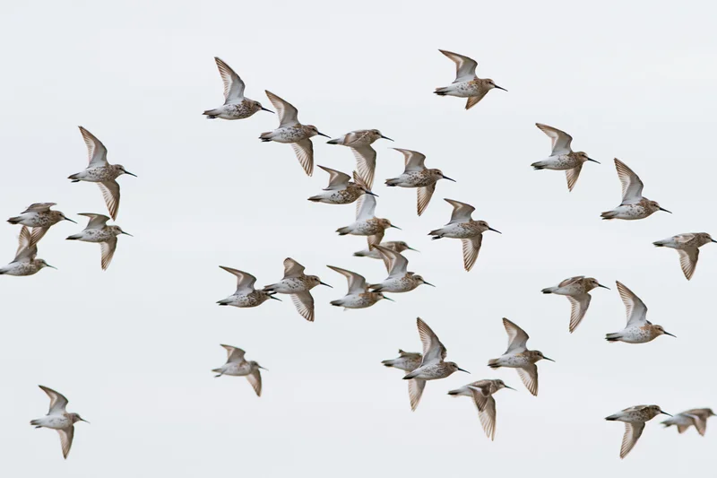 Flock of shorebirds in mid-flight against a pale sky