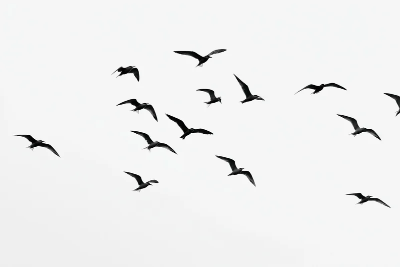 Flock of seagulls and mixed birds in mid-flight scattered across a white sky