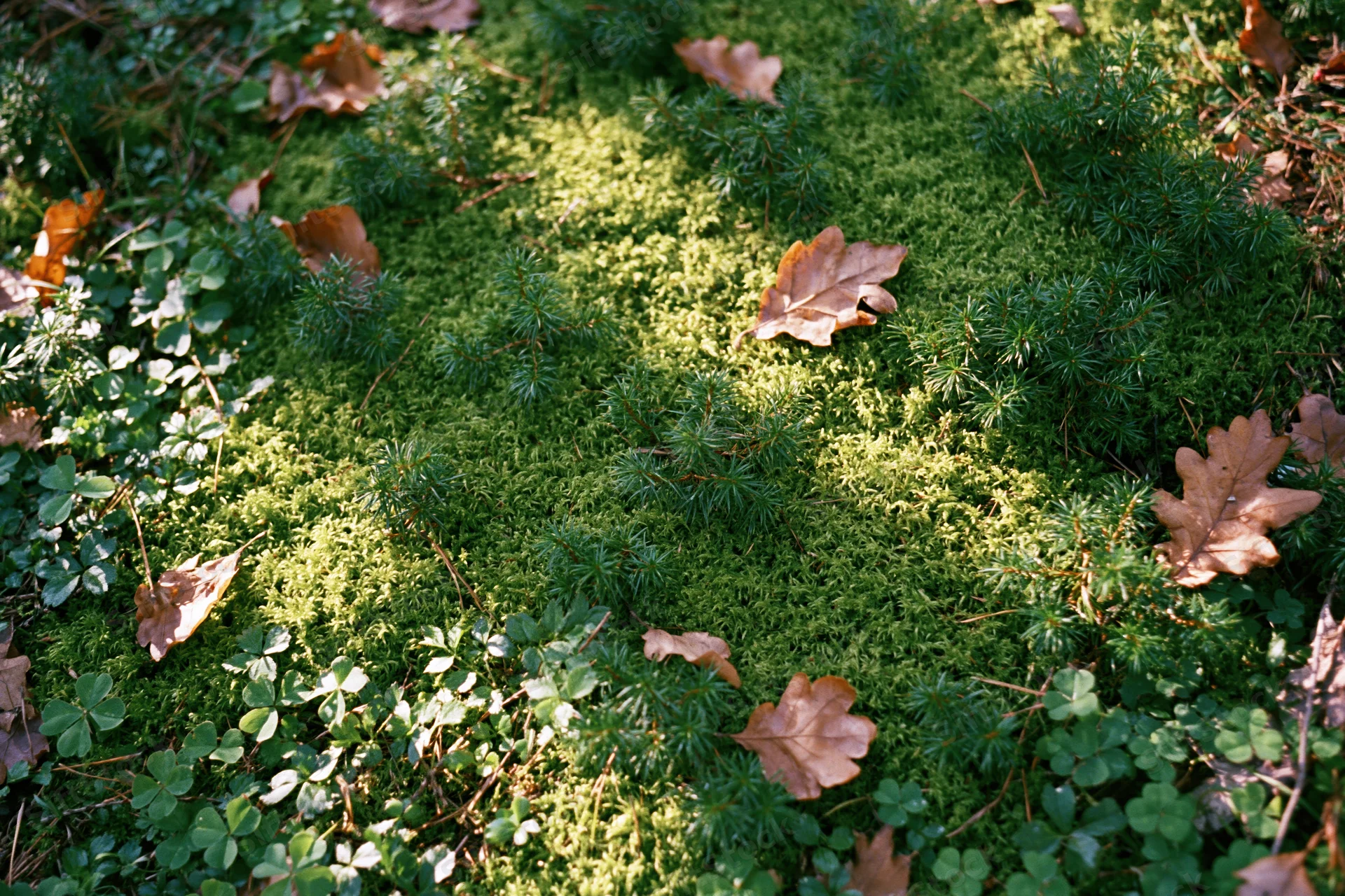 Moss-covered forest floor with scattered autumn leaves and clover, viewed from above