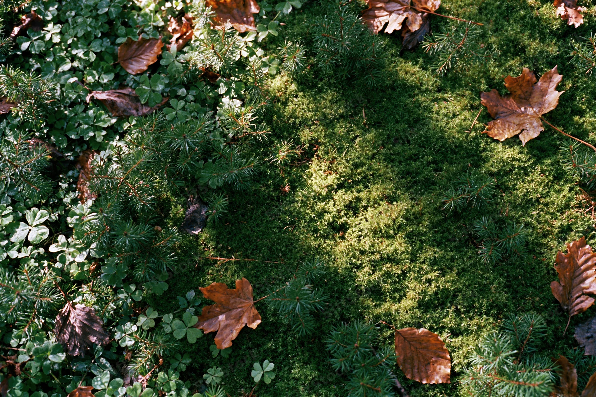 Moss and pine needles covering forest floor with scattered brown leaves overhead view