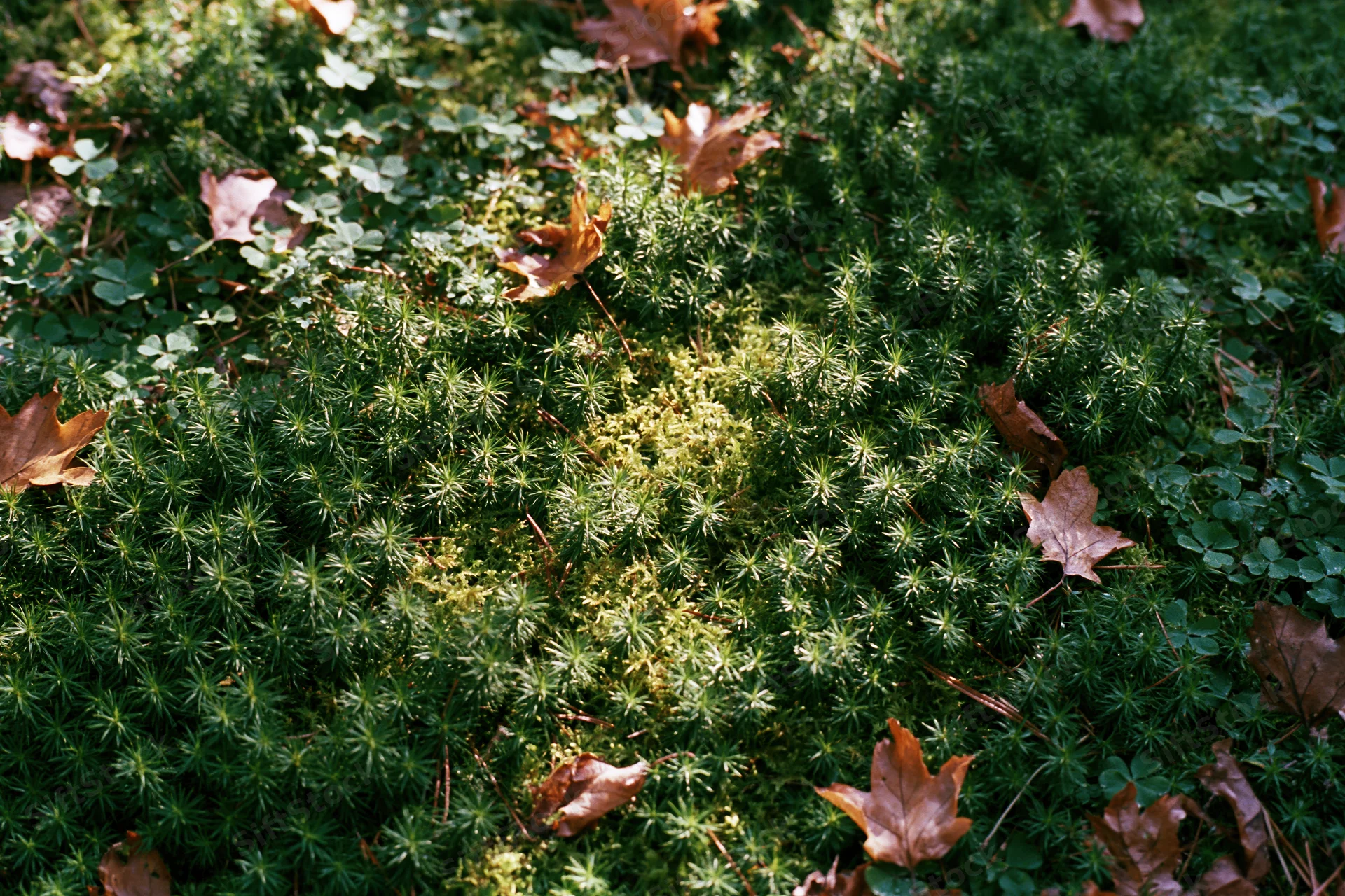 Dense moss and clover on forest floor with scattered autumn leaves, top-down view