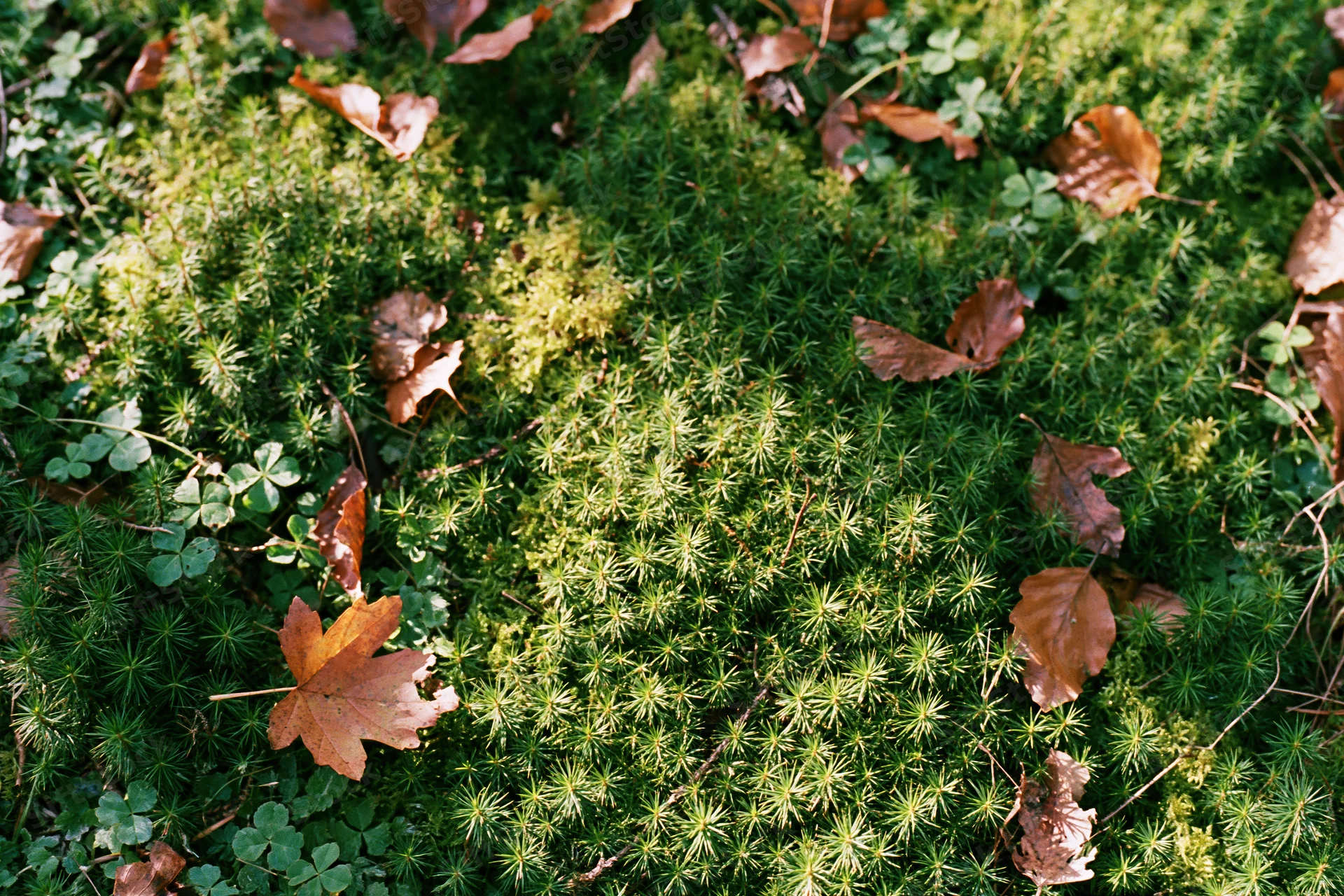 Dense moss carpet with scattered autumn leaves on forest floor