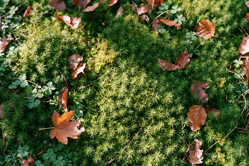Dense moss carpet with scattered autumn leaves on forest floor