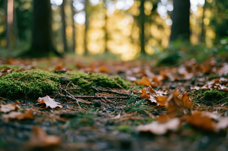 Moss patches and scattered autumn leaves on forest floor with dappled sunlight and blurred trees in background