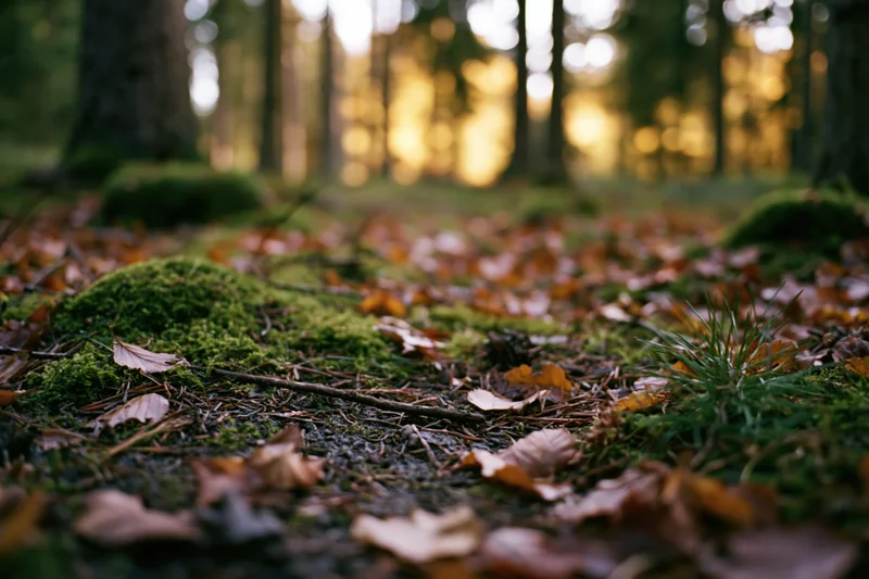 Moss patches and scattered fallen leaves on forest floor at dusk
