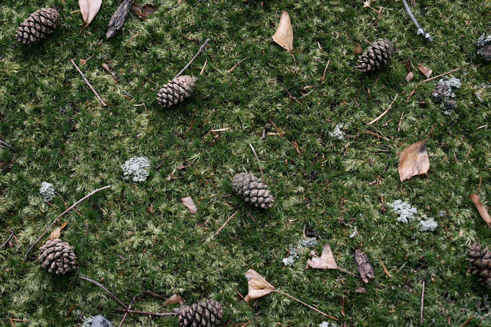 Dense green moss covering forest floor scattered with pinecones and dry leaves