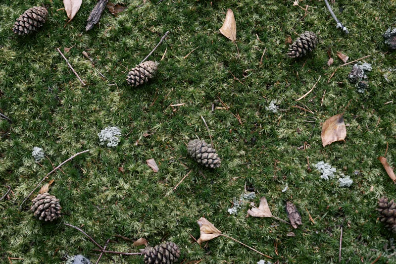 Dense green moss covering forest floor scattered with pinecones and dry leaves