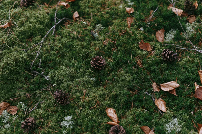 Dense green moss covering forest floor scattered with pinecones and fallen leaves