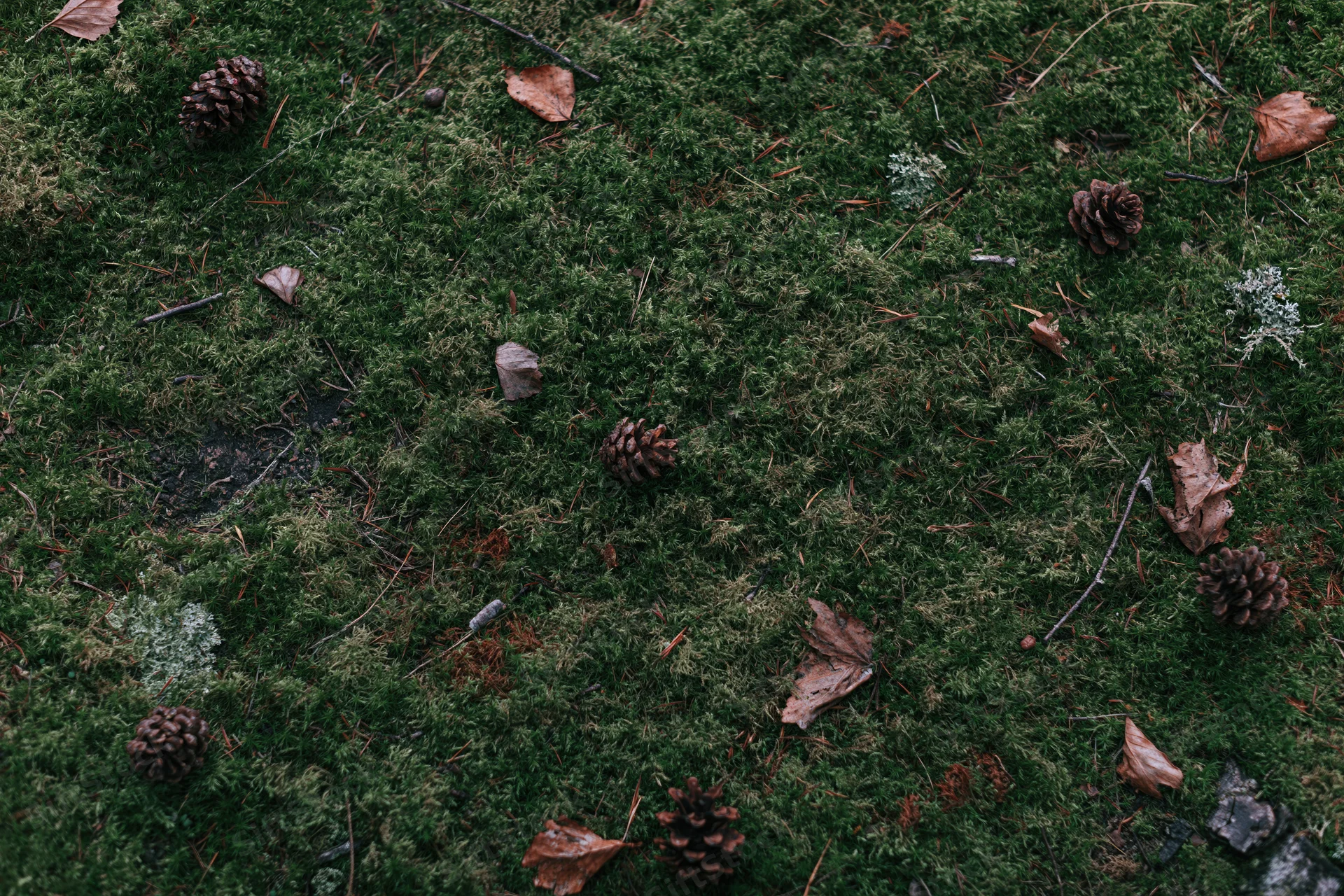 Dense green moss covering forest floor scattered with pinecones and dried leaves