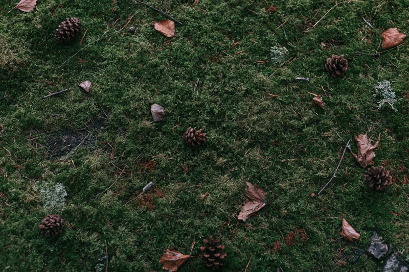 Dense green moss covering forest floor scattered with pinecones and dried leaves