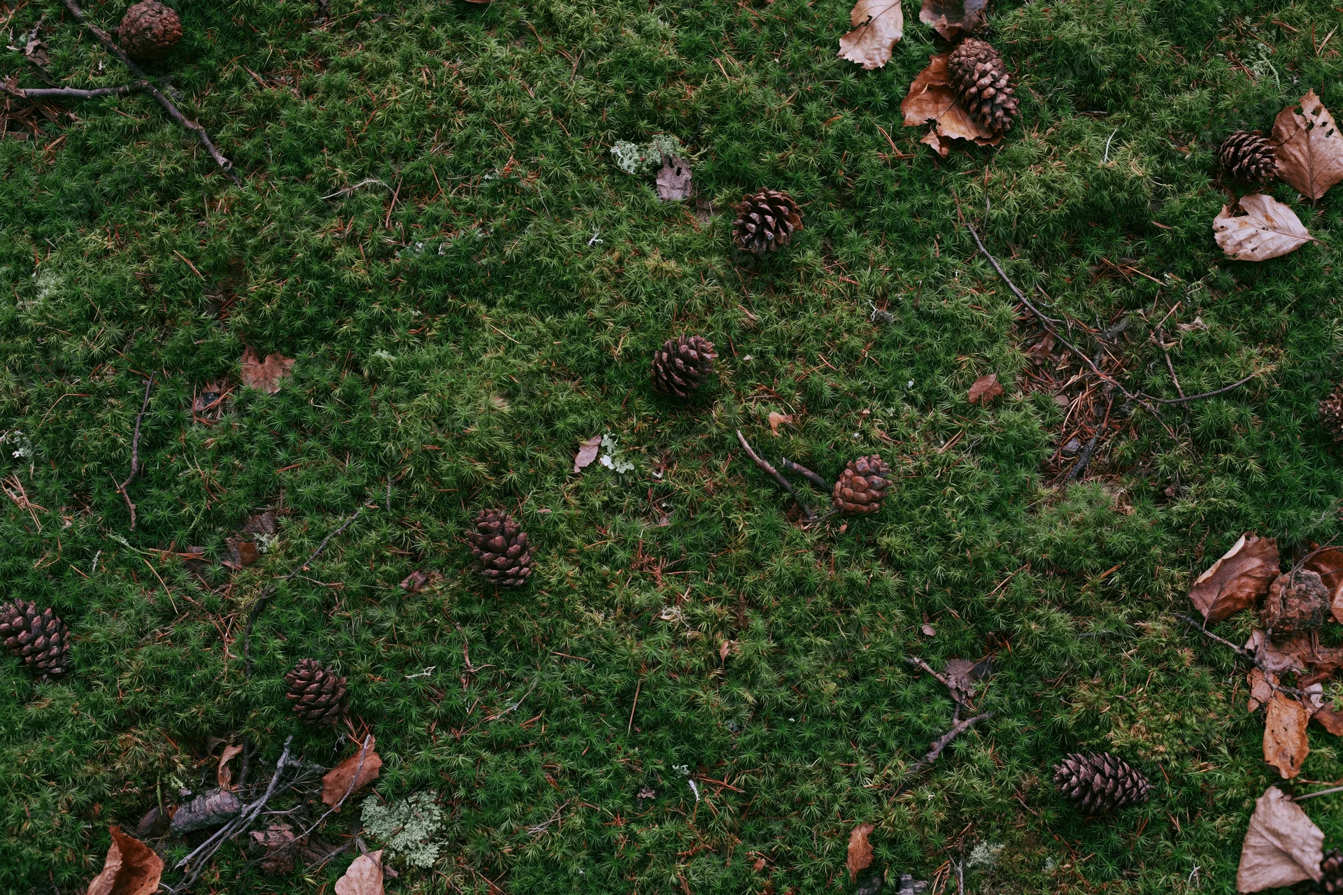 Dense green moss covering forest floor scattered with pinecones and fallen leaves