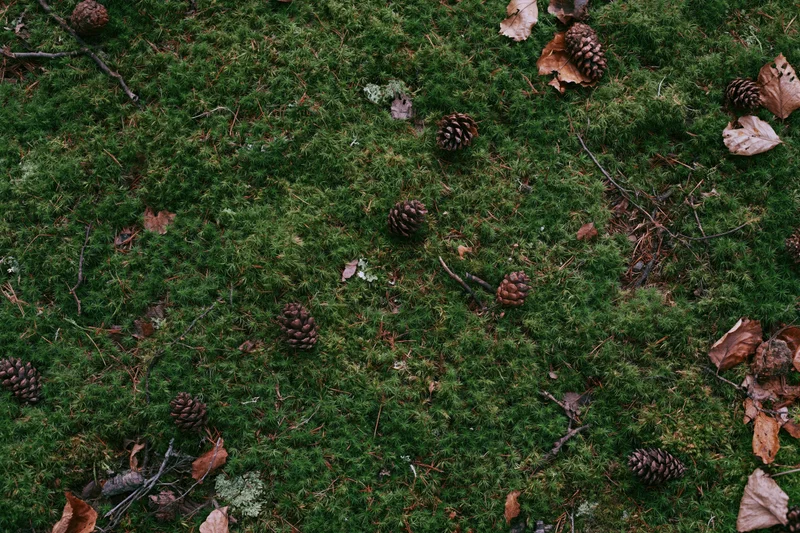 Dense green moss covering forest floor scattered with pinecones and fallen leaves
