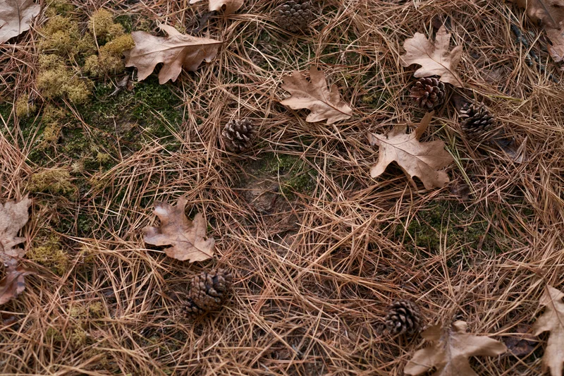 Forest floor covered in dry pine needles and scattered fallen oak leaves with pinecones and moss patches