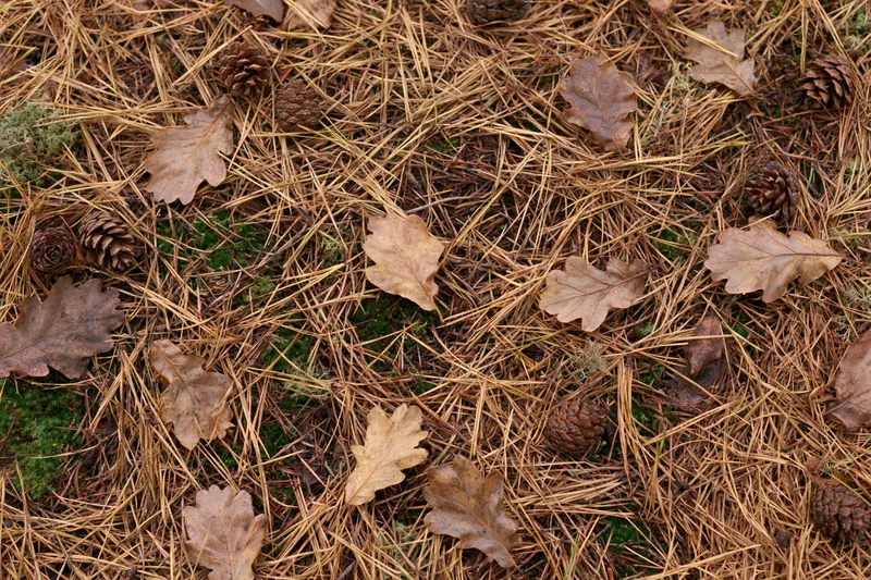 Forest floor covered in dry pine needles and scattered fallen oak leaves with pinecones and moss patches