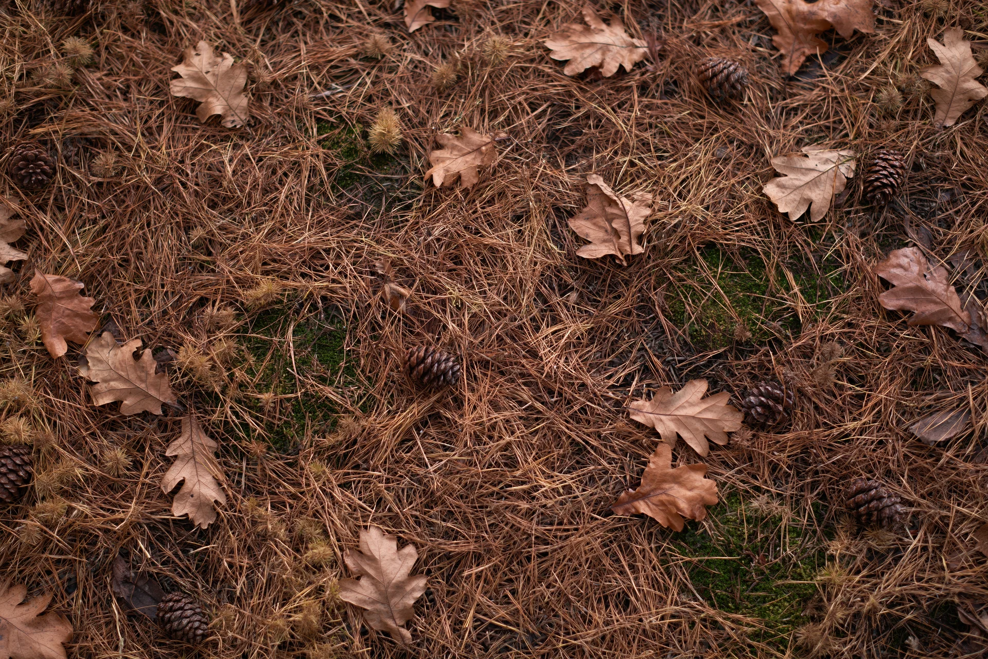 Forest floor covered in dry pine needles and scattered fallen oak leaves with pinecones and moss patches