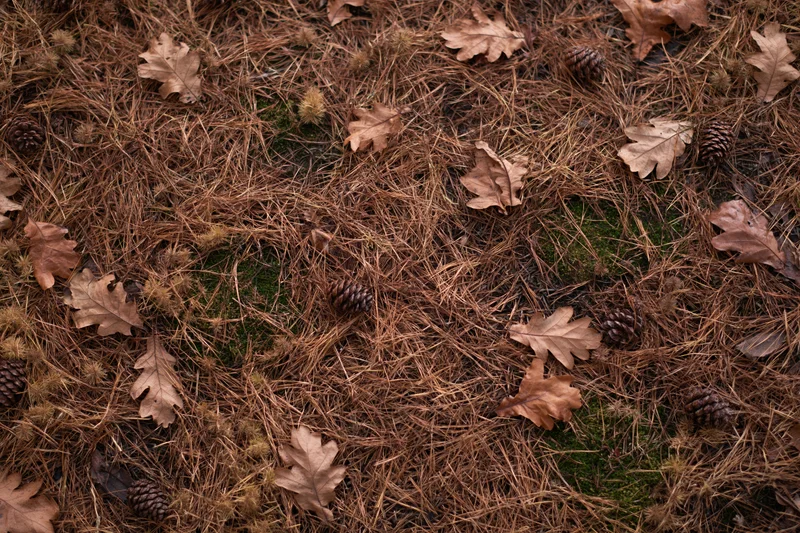 Forest floor covered in dry pine needles and scattered fallen oak leaves with pinecones and moss patches