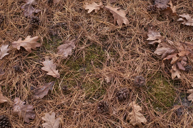Forest floor covered in dry pine needles and scattered fallen oak leaves with moss and pinecones
