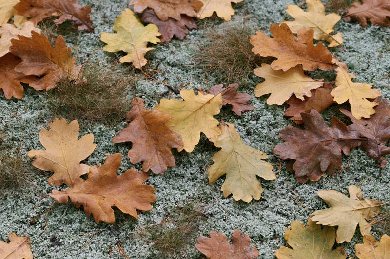 Fallen oak leaves scattered over mossy forest floor