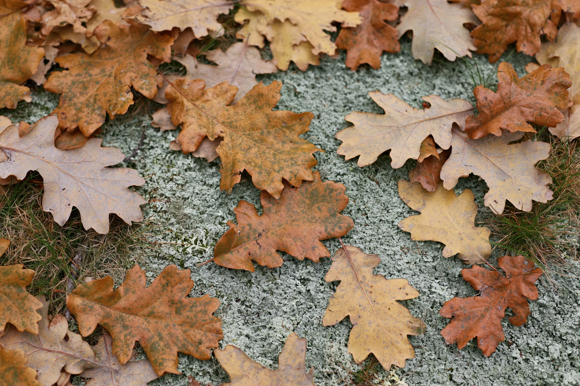 Fallen oak leaves scattered over mossy forest floor