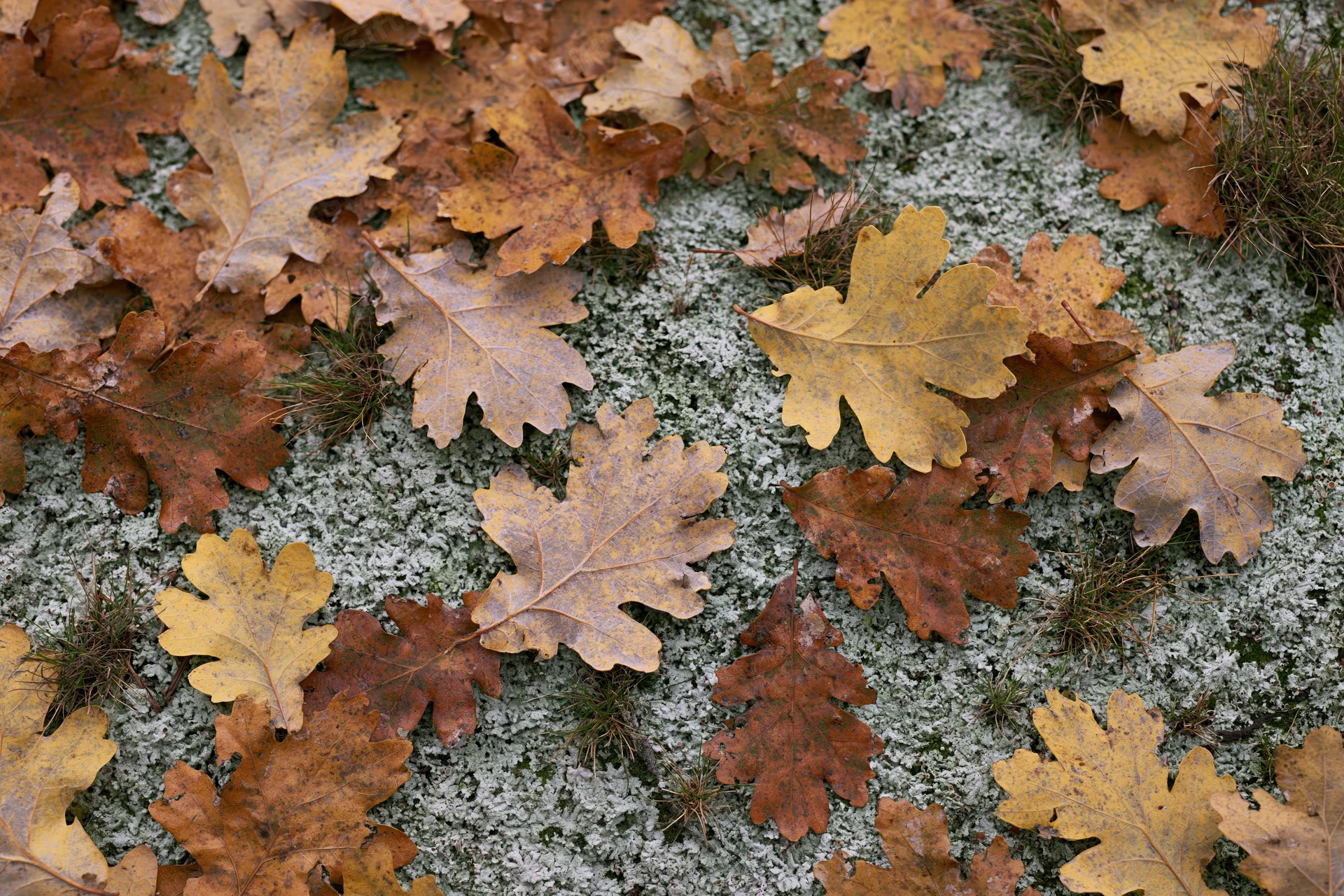 Fallen oak leaves scattered over mossy forest floor