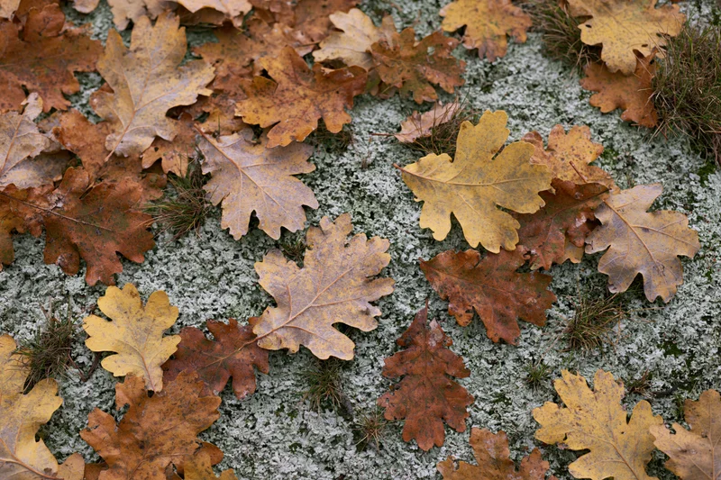 Fallen oak leaves scattered over mossy forest floor