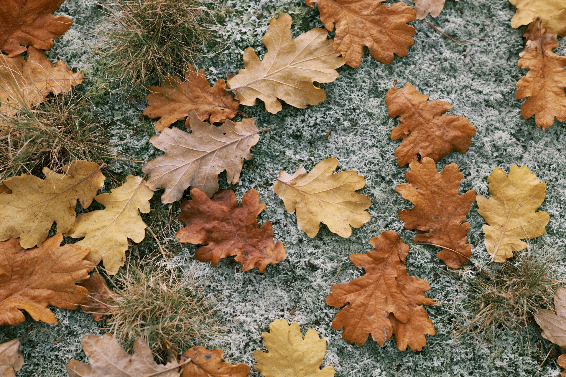 Fallen oak leaves scattered across mossy forest floor