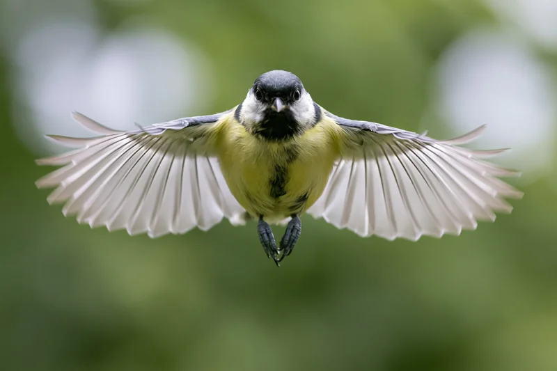 Great tit hovering mid-flight with wings fully spread facing camera in natural green setting