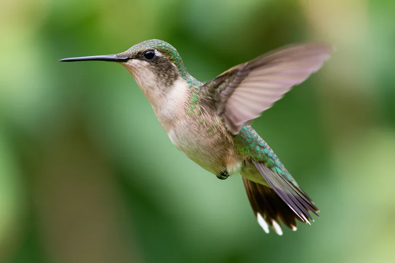 Green-and-white hummingbird hovering mid-flight with blurred wings against a soft green background