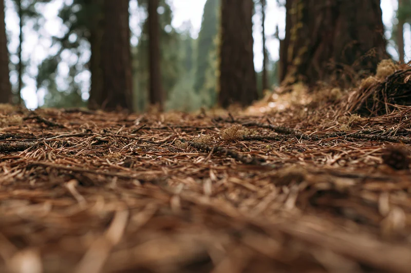 Dry pine needles covering forest floor at ground level with tree trunks in background