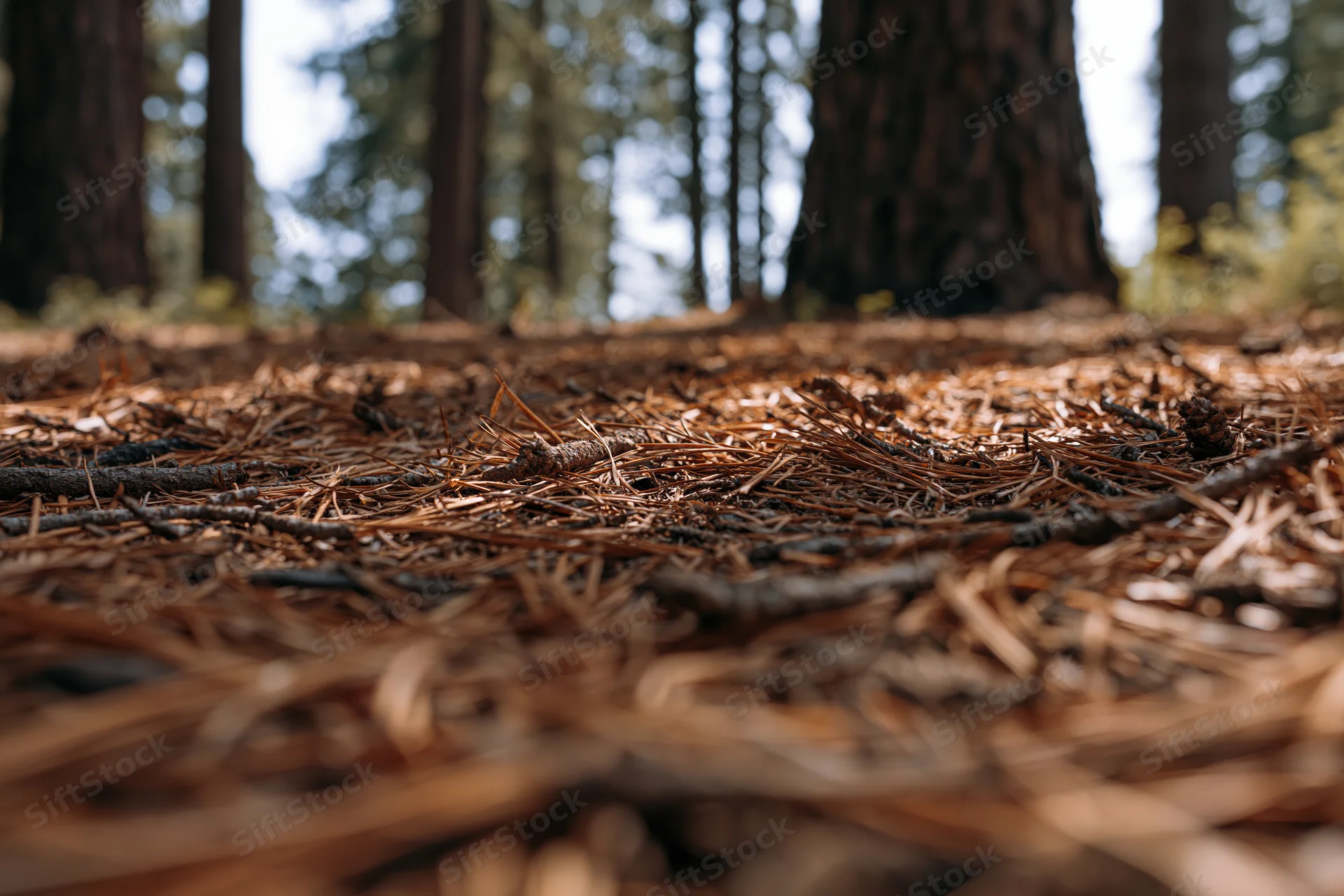Dry pine needles and twigs covering forest floor at ground level
