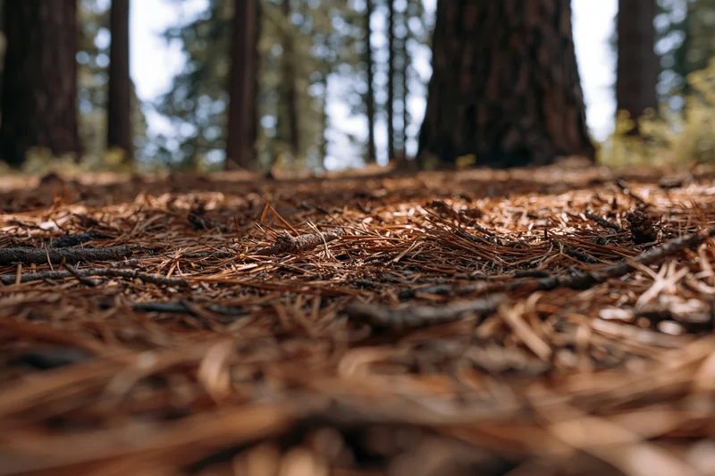 Dry pine needles and twigs covering forest floor at ground level
