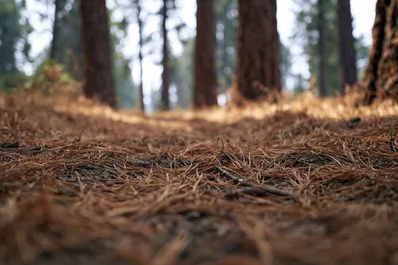 Dry pine needles covering forest floor with tree trunks in background