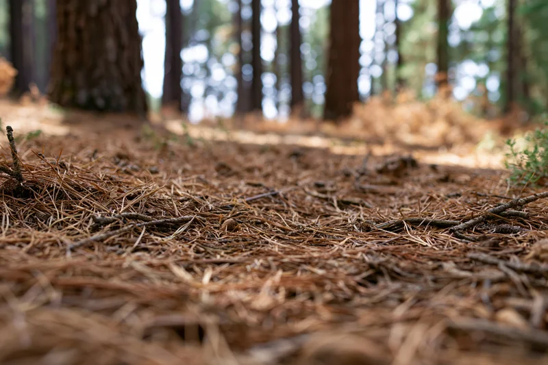 Dry pine needles and twigs covering forest floor with blurred trees in background