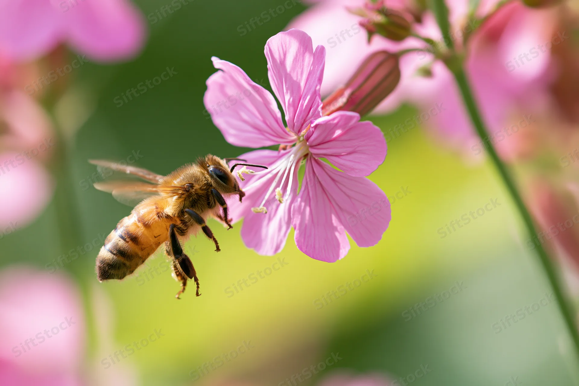 Honeybee in mid-flight approaching a pink wildflower with blurred wings and soft green background