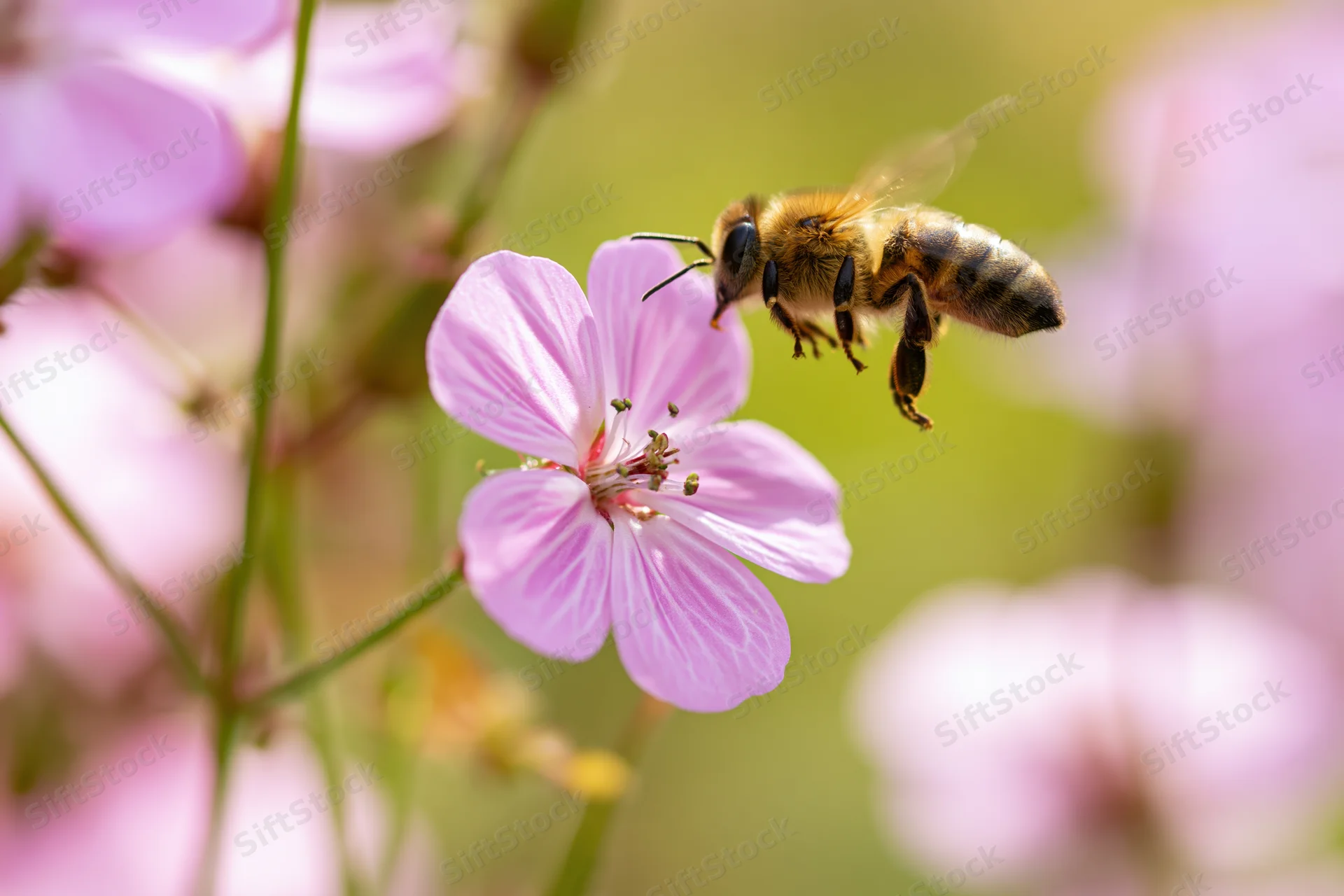 Honeybee in mid-flight approaching a pink wildflower with blurred wings and soft-focus background