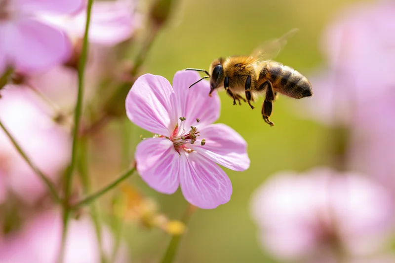 Honeybee in mid-flight approaching a pink wildflower with blurred wings and soft-focus background