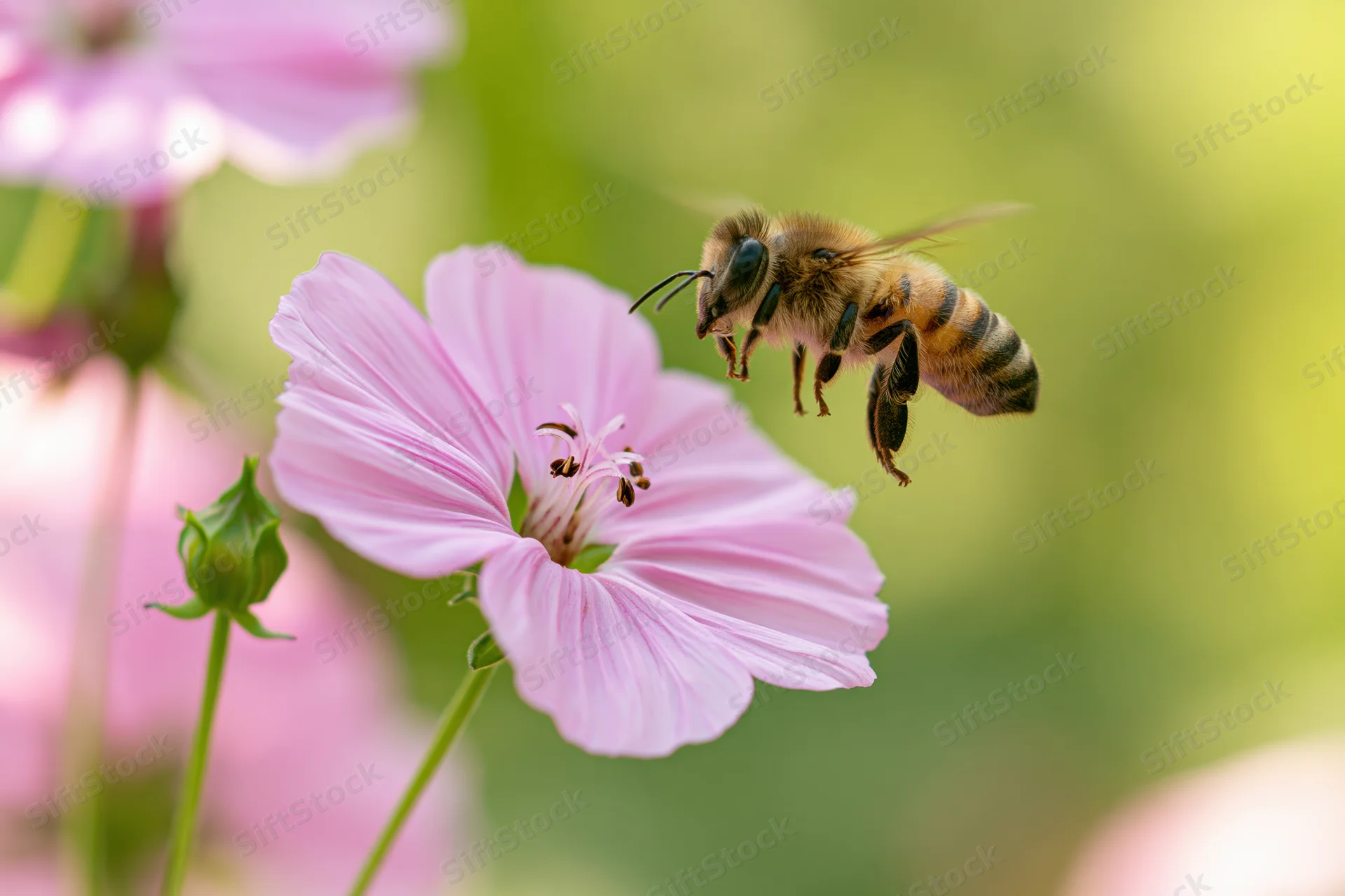 Honeybee in mid-flight approaching a pink wildflower with blurred wings and green background