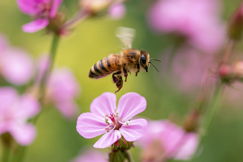 Honeybee in mid-flight approaching a pink wildflower with blurred wings and green background