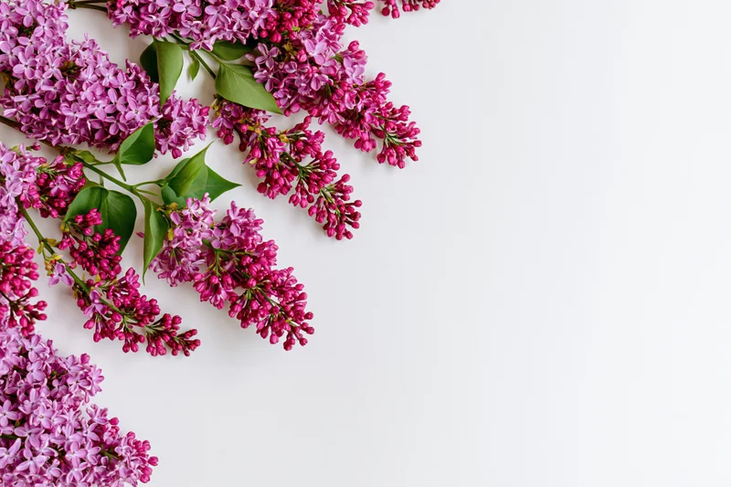 Lilac flower branches with pink and purple blooms arranged flat on white background