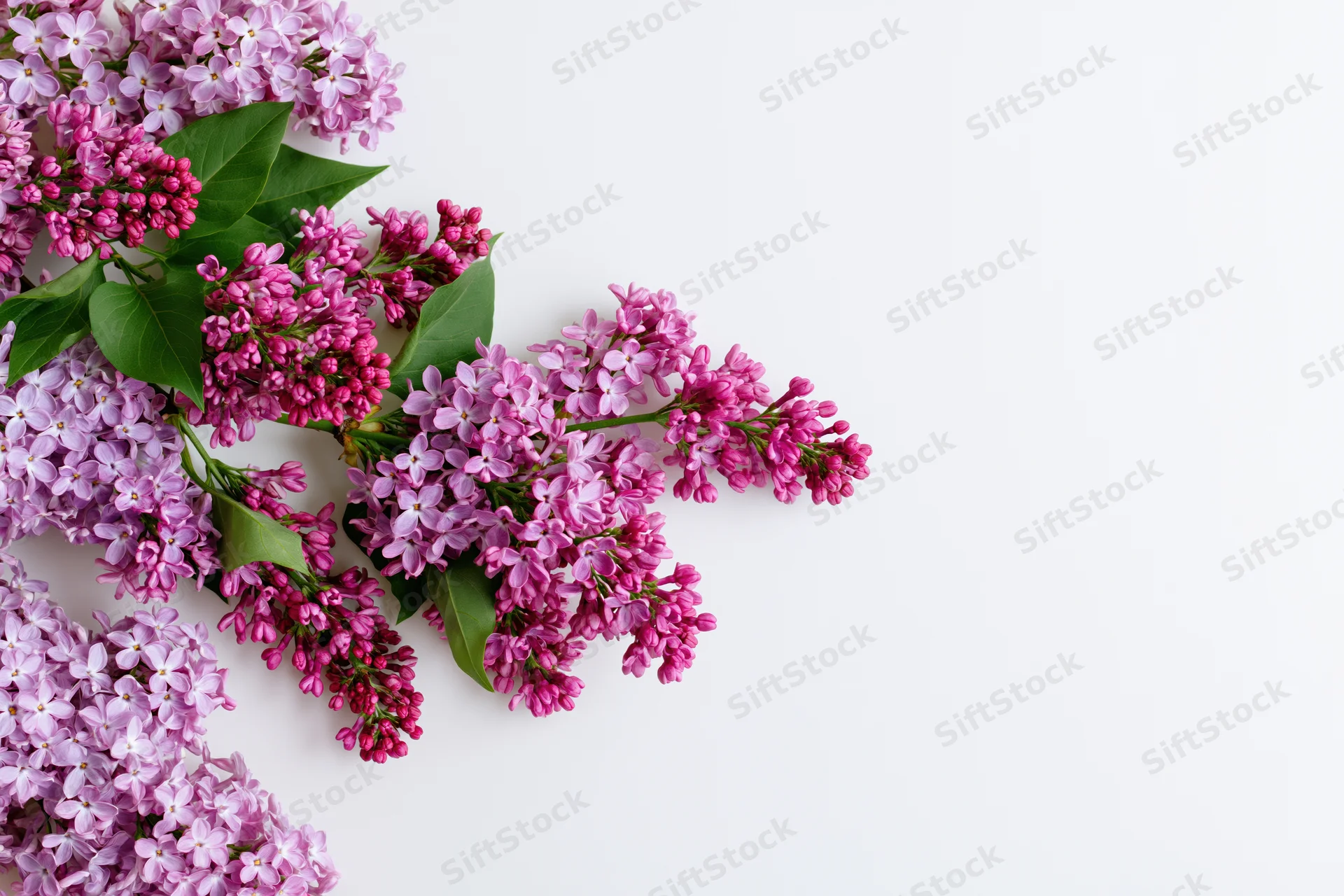 Lilac flower branches with pink and purple blooms arranged flat on white background