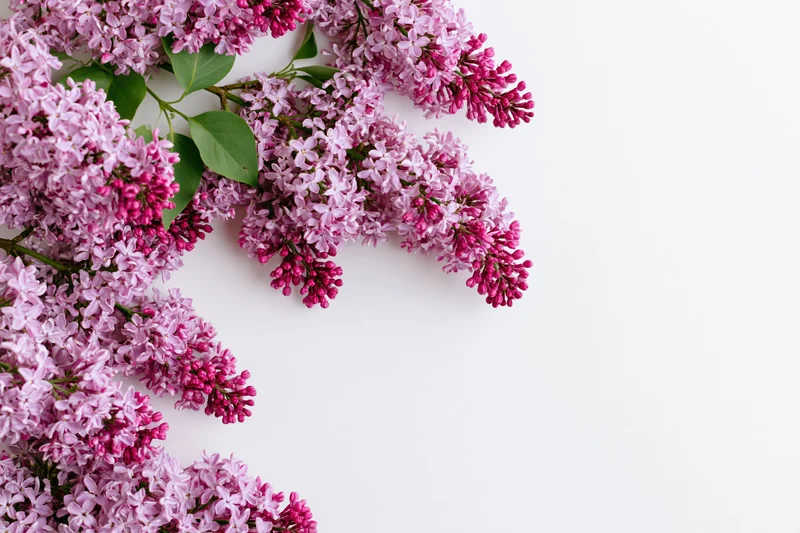 Lilac flower branches with pink and purple blooms arranged on white background