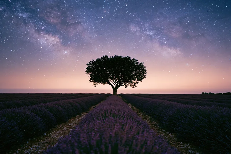 Lone tree silhouetted at vanishing point of lavender field under starry night sky