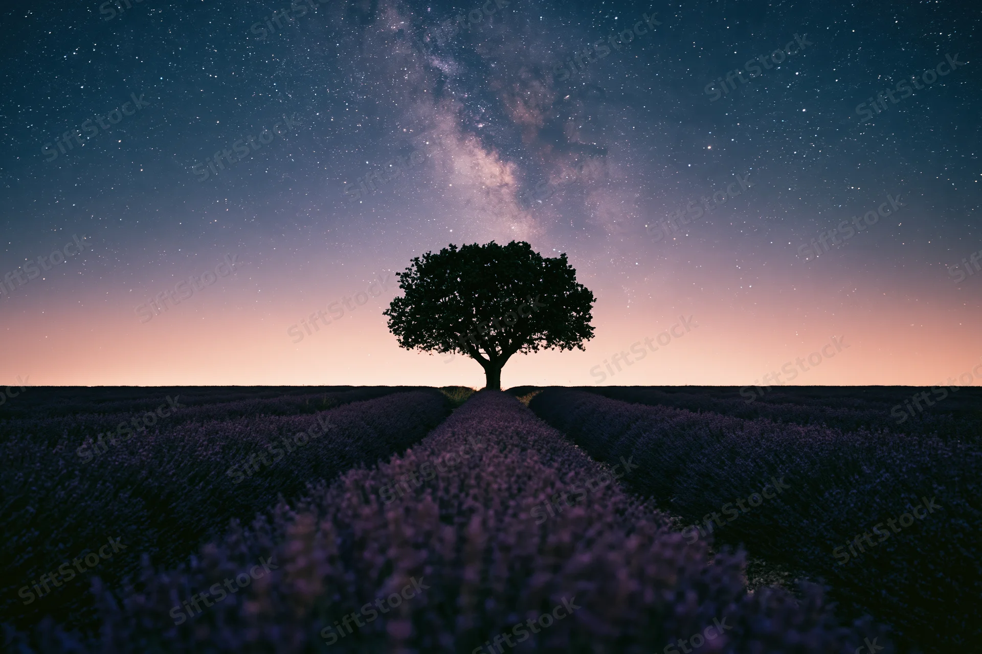 Lone broad-canopy tree silhouetted at vanishing point of lavender field under starry night sky with milky way